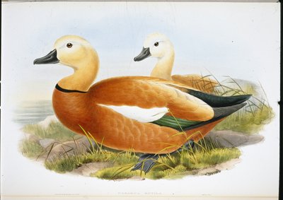 Tarro canelo (Casaraca Rutila) de John (after) Gould