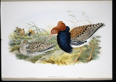 Combatiente (Machetes Pugnax) de John (after) Gould