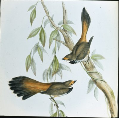 Cola de abanico de frente rufo (Rhipidura Rufifrons) de John (after) Gould