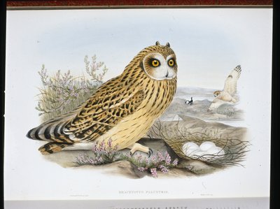 Búho campestre (Brachyotus Palustris) de John (after) Gould