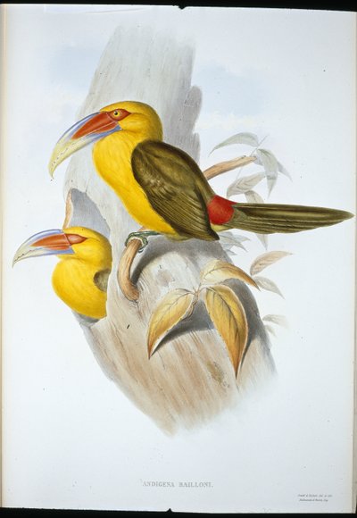 Tucán de colina color azafrán de John (after) Gould
