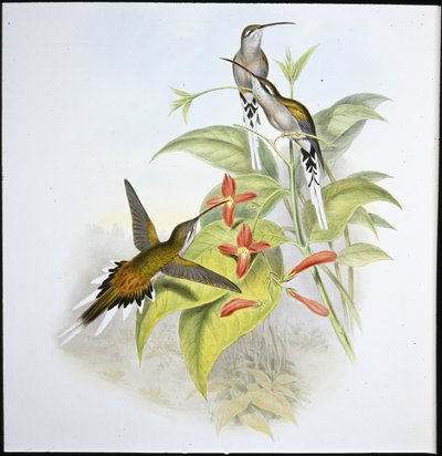 Ermitaño de Salle (Phaethornis Augusti) de John (after) Gould