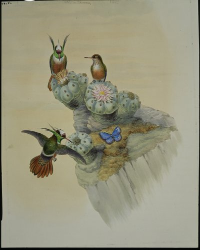 Coqueta de Salvin (Lophornis Adorabilis) (litografía coloreada a mano) de John (after) Gould