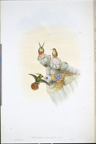 Colibrí Coqueta de Salvin (Lophornis Adorabilis) de John (after) Gould