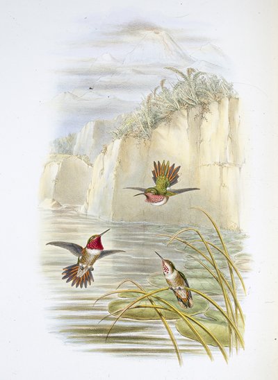 Portador de llamas de Salvin de John (after) Gould