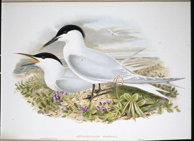 Charrán Común (Actochel Cantiaca) de John (after) Gould