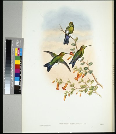 Pata de zafiro (eriocnemis sapphiropygia) de John (after) Gould