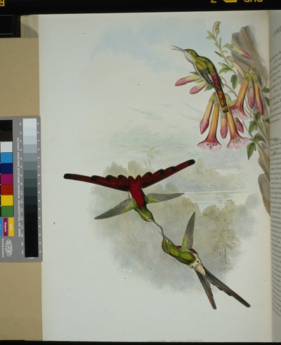 Cometa de Sappho (cometes sparganurus) de John (after) Gould