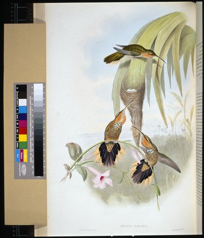 Pico de sierra (grypus naevius) de John (after) Gould