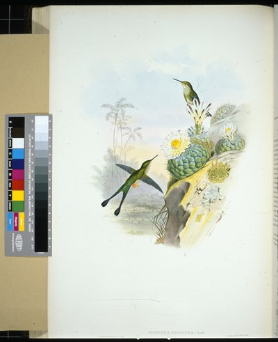 Cola de tijera (spathura scissiura) de John (after) Gould