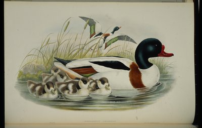 Tarro blanco (Tadorna Vulpanser) de John (after) Gould