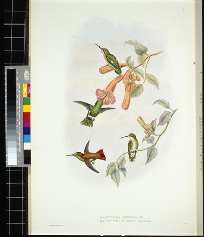 Rayo de sol brillante (aglaeactis cupreipennis) de John (after) Gould