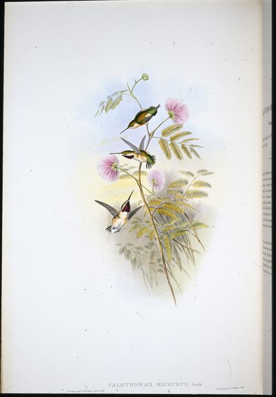 Estrella de madera de cola corta de John (after) Gould