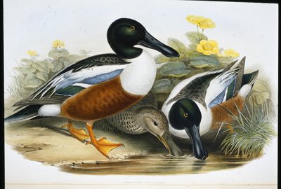 Patos Cuchara (Spatula Clypeata) de John (after) Gould