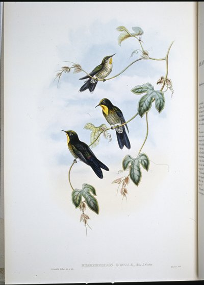Picoespina de Simón (Ramphamicron Dorsale) (litografía coloreada a mano) de John (after) Gould