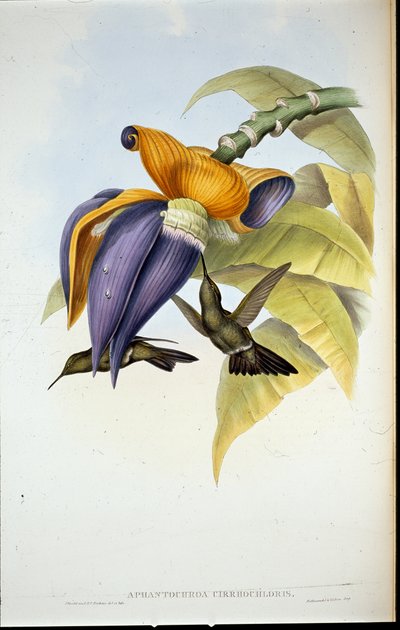 Colibrí Sombrío (Aphantochroa Cirrhochloris) de John (after) Gould