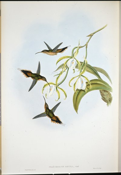 Ermitaño del Sur (Phaethornis Zonura) de John (after) Gould