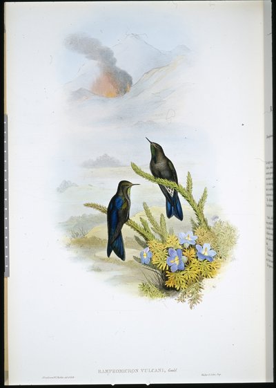 Pico de espina del sur (Ramphomicron Vulcani) de John (after) Gould