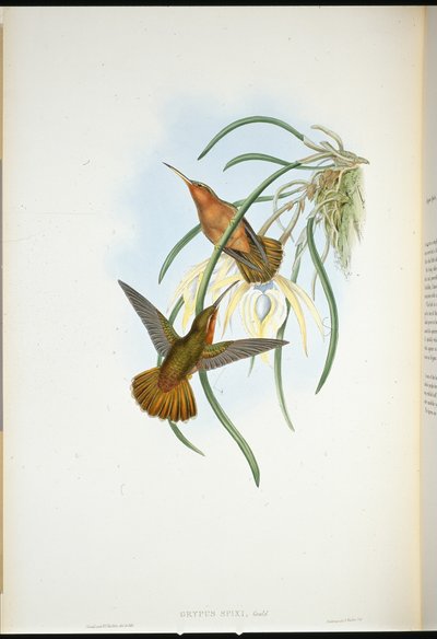 Pico de sierra de Spix (Grypus Spixi) de John (after) Gould