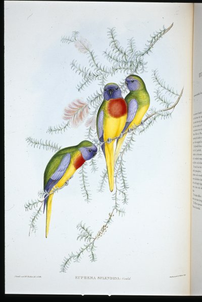 Periquito espléndido (euphema splendida) de John (after) Gould