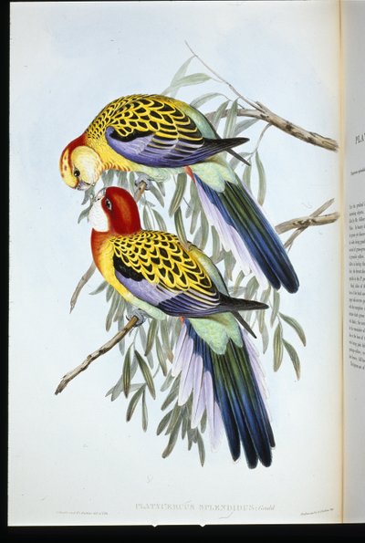 Perico Espléndido (palatycercus Splendidus) (litografía coloreada a mano) de John (after) Gould