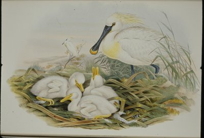 Espátula (Platalea Leucorodia) de John (after) Gould