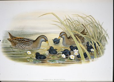 Polluela pintoja (Porzana Maruetta) de John (after) Gould