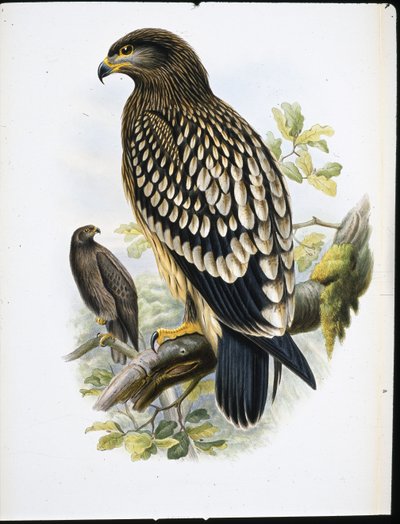 Águila moteada (Aquila Naevia) de John (after) Gould