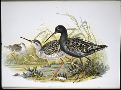 Archibebe Oscuro (Totanus Fuscus) de John (after) Gould