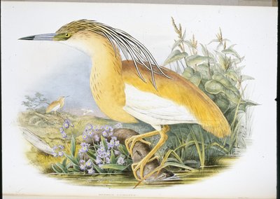 Garcilla cangrejera (Buphus Comatus) de John (after) Gould
