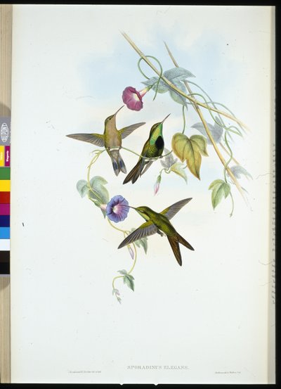 Colibrí de Santo Domingo (Sporadinus Elegans) de John (after) Gould