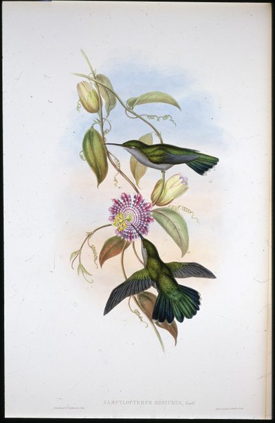 Mango de San Tomás (Lampornis Virginalis) de John (after) Gould