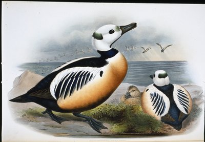 Pato de Steller (Eniconetta Stelleri) de John (after) Gould