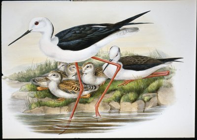 Cigüeñuela (Himantopus Candidus) de John (after) Gould