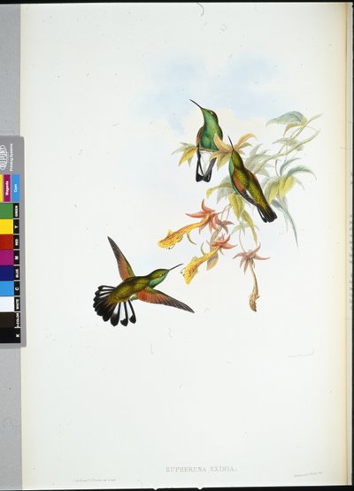 Colibrí de cola rayada (Eupherusa Eximia) de John (after) Gould