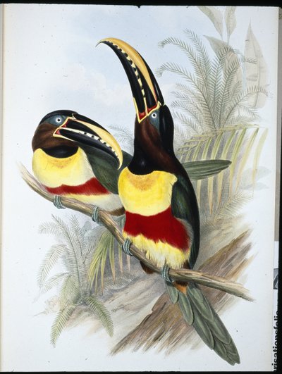 Tucán de pecho blanco y azufre de John (after) Gould