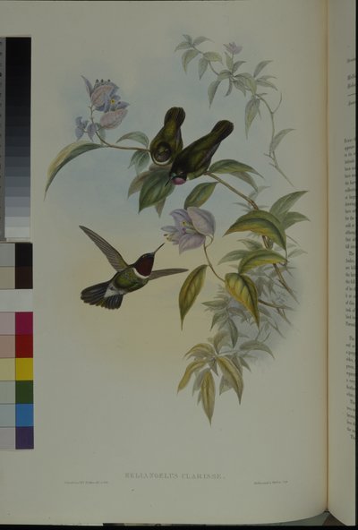 Ángel del sol (Heliangelus Clarisse) de John (after) Gould
