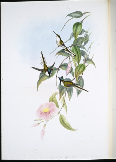 Gema del Sol (Heliactin Cornuta) (litografía coloreada a mano) de John (after) Gould
