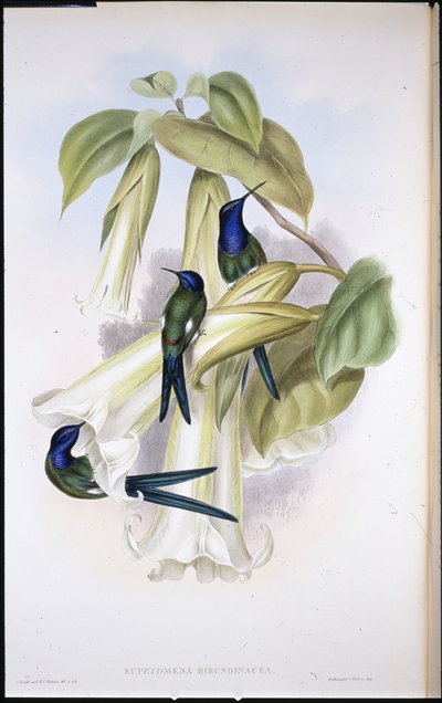Cola de Golondrina (Eupetomena Hirundinacea) (litografía coloreada a mano) de John (after) Gould