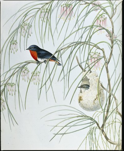 Dicaeum golondrina de John (after) Gould