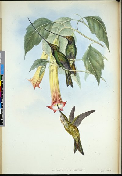 Picoespada (Docimastes ensiferus) de John (after) Gould