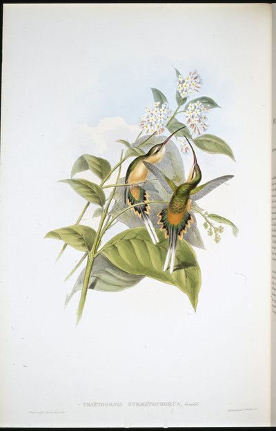 Ermitaño con cola de tren (Phaethornis Syrmatophorus) de John (after) Gould