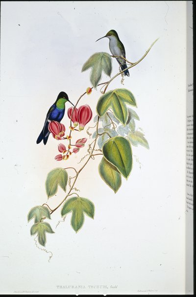 Panoplites de Tschudi (Thalurania Tschudi) de John (after) Gould
