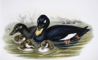 Negrón especulado (oidemla fusca) de John (after) Gould