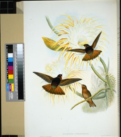 Stenura venezolana (Panychlora stenura) y (Panychlora russata) de John (after) Gould