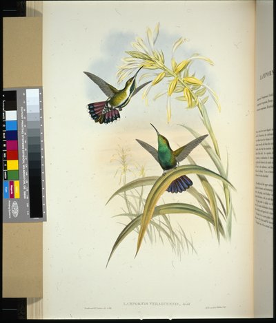 Mango veragüense (Lampornis veraguensis) de John (after) Gould