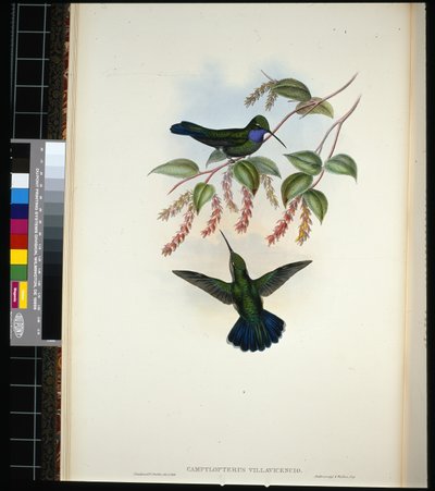 Ala de sable de Villavicencio de John (after) Gould
