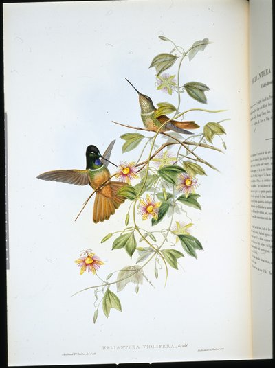 Frontal de estrella de garganta violeta (Helianthea Violifera) de John (after) Gould