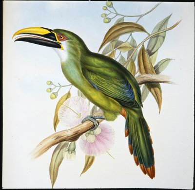 Pico acanalado de Wagler (Aulacoramphus Wagleri) de John (after) Gould