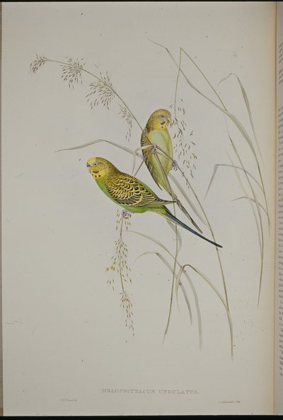 Perico de Pasto Cantor (Melopsittacus Undulatus) de John (after) Gould